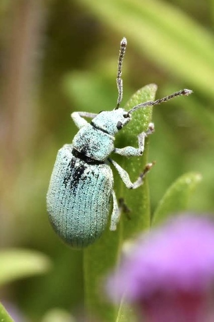 Phyllobius thalassinus - tömpeorrú levélormányos