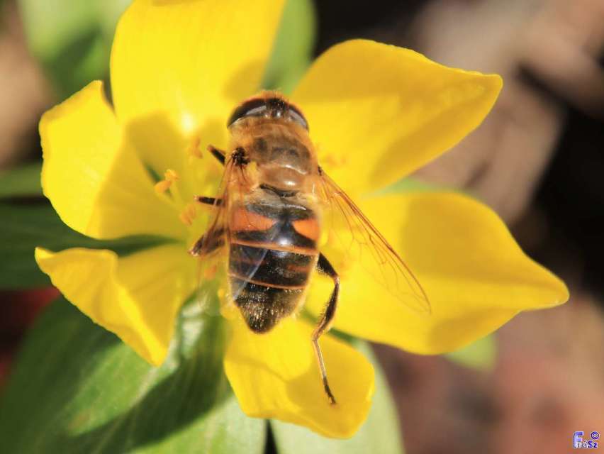 Eristalis tenax - közönséges herelégy