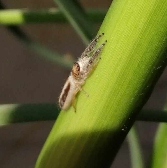 Mendoza canestrinii - mediterrán nádiugrópók