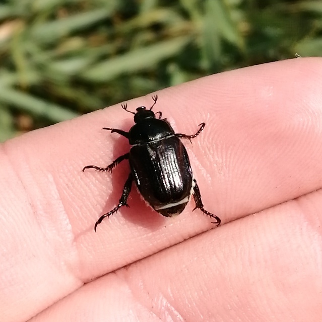 Anisoplia lata - széles szipoly Anisoplia lata - széles szipoly
