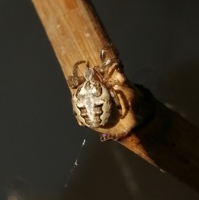 Larinioides cornutus - nádi keresztespók