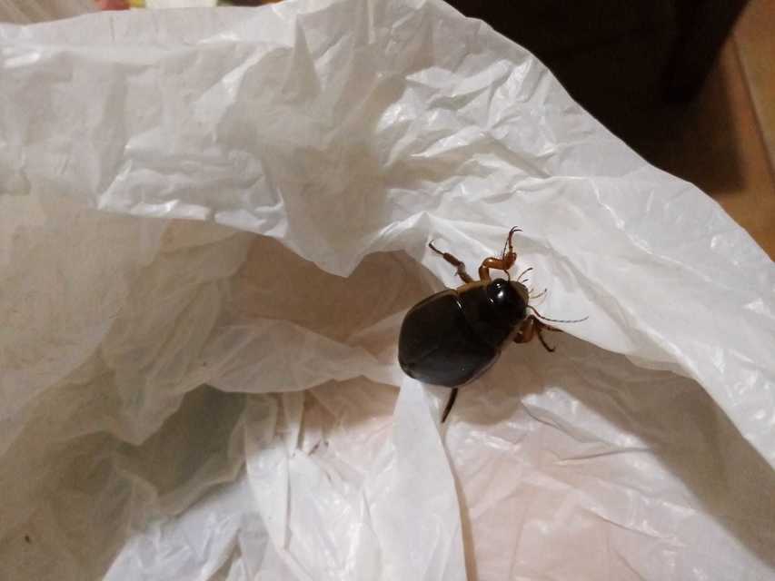 Dytiscus dimidiatus - tompacsípős csíkbogár