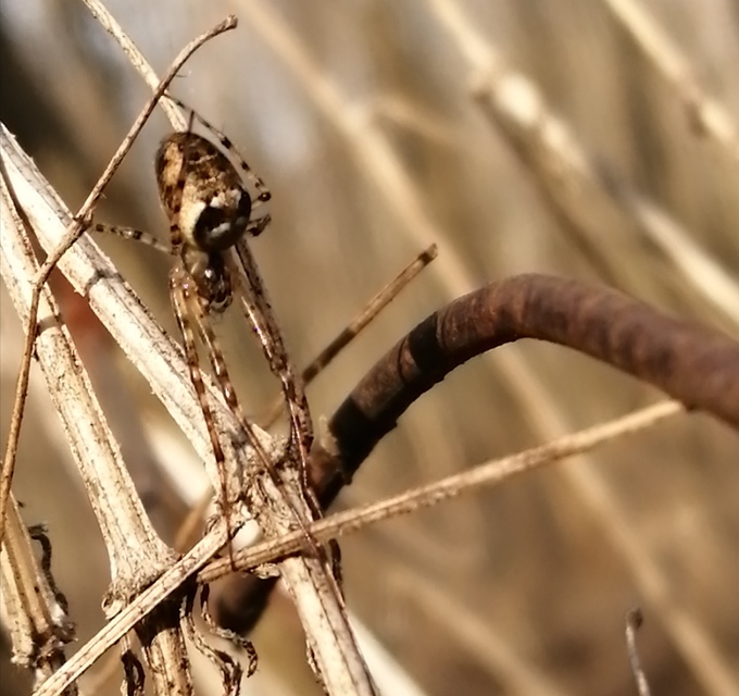 Metellina segmentata/mengei
