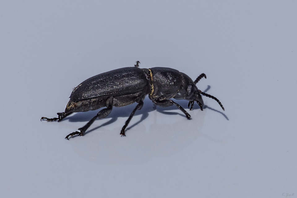 Spondylis buprestoides - erdei félcincér