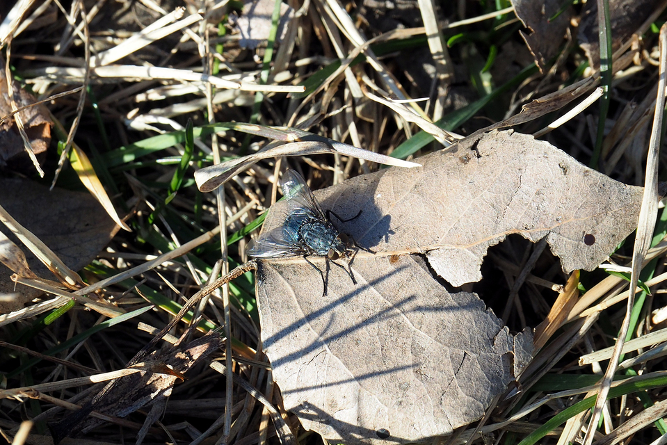 Calliphora vicina - kék dongólégy