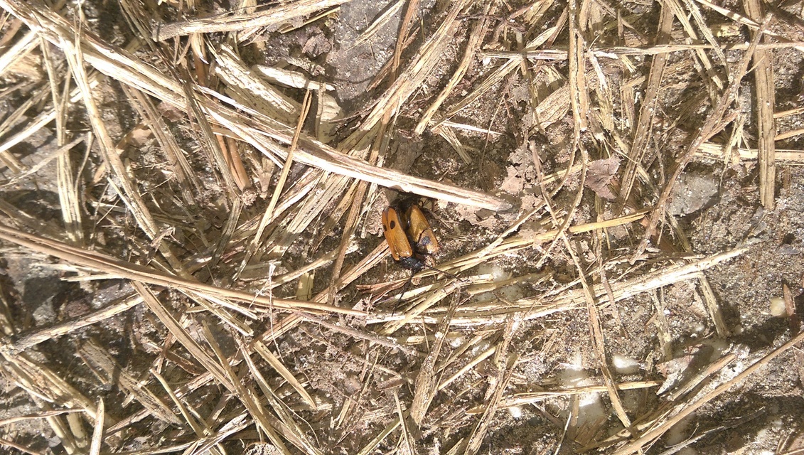 Apalus bimaculatus - kétfoltos élősdibogár