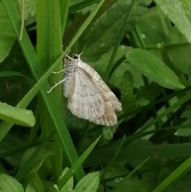 Perizoma albulata - kakascímer-araszoló