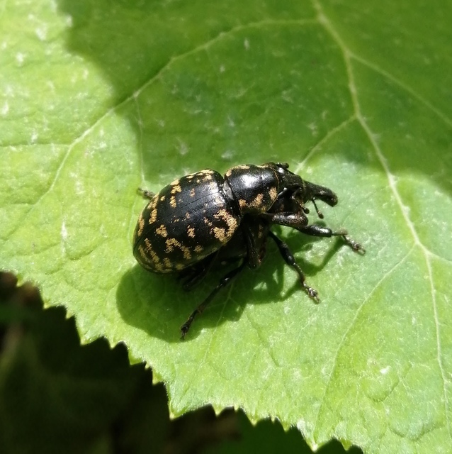 Liparus glabrirostris - közönséges acsalapuormányos