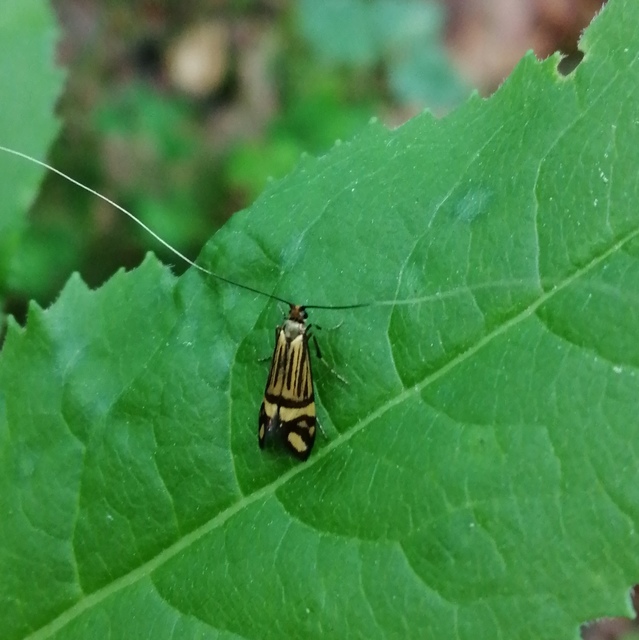 Nemophora ochsenheimerella - jegenyefenyő-tőrösmoly