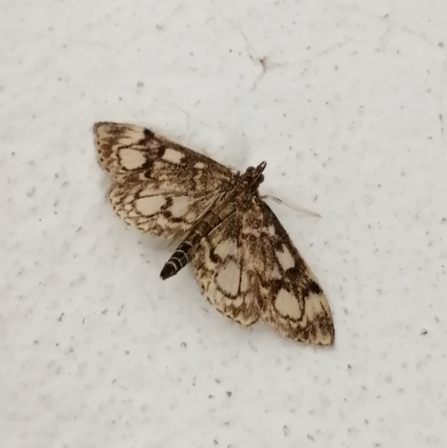 Anania coronata - koronás dudvamoly