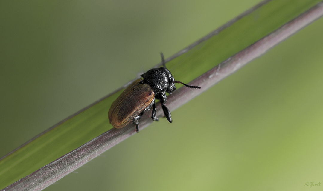 Labidostomis
