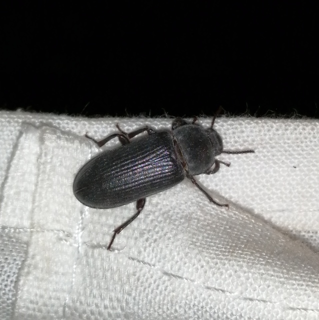 Tenebrio molitor - közönséges lisztbogár