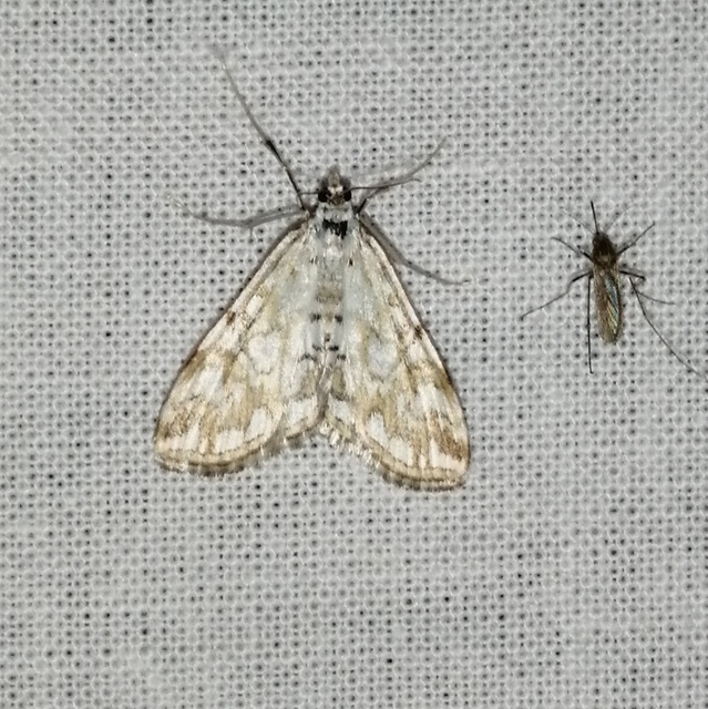 Elophila nymphaeata - tarka vízimoly