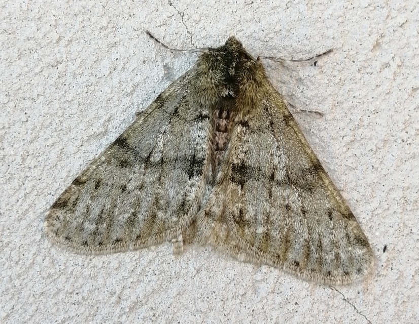 Apocheima pilosaria - zöldes tavasziaraszoló