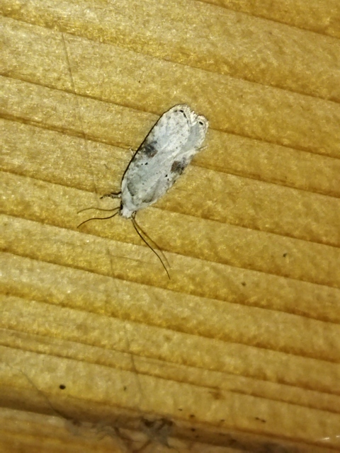 Agonopterix alstromeriana - bürök-laposmoly