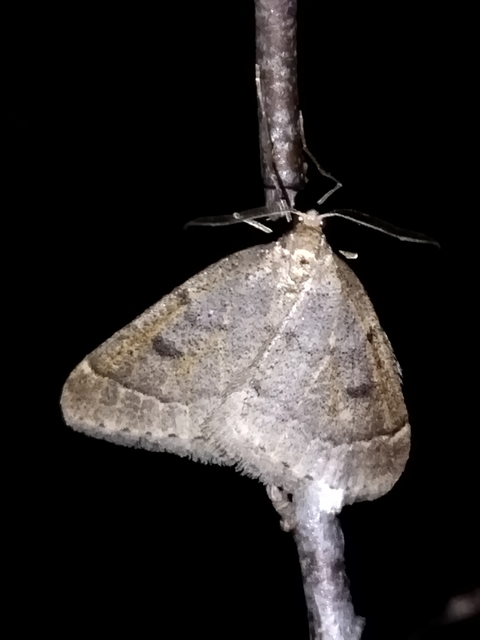 Theria rupicapraria - tavaszi kökényaraszoló