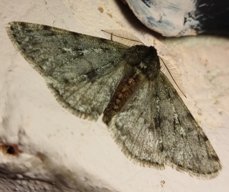 Apocheima pilosaria - zöldes tavasziaraszoló