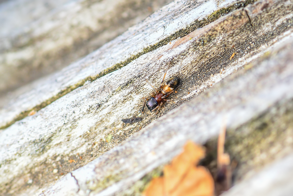 Myrmarachne formicaria - nagy hangyautánzópók