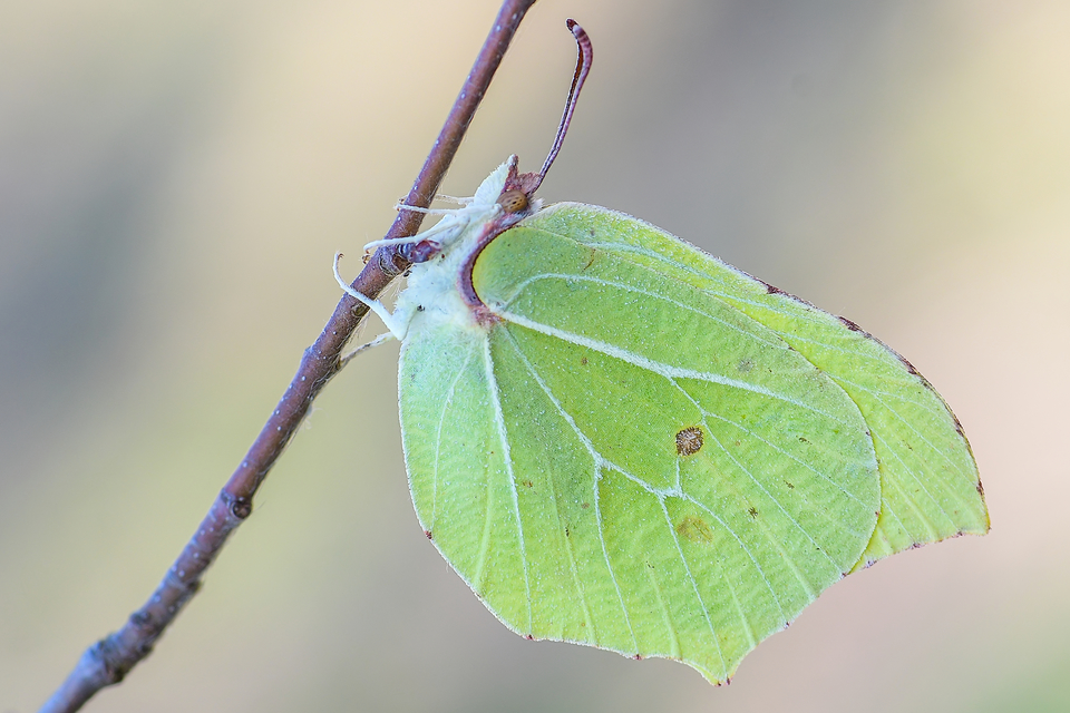 Gonepteryx rhamni - citromlepke