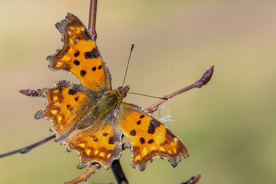 Nymphalis c-album - C-betűs lepke