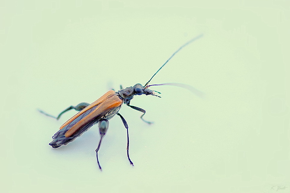 Oedemera femorata - sárgahátú álcincér