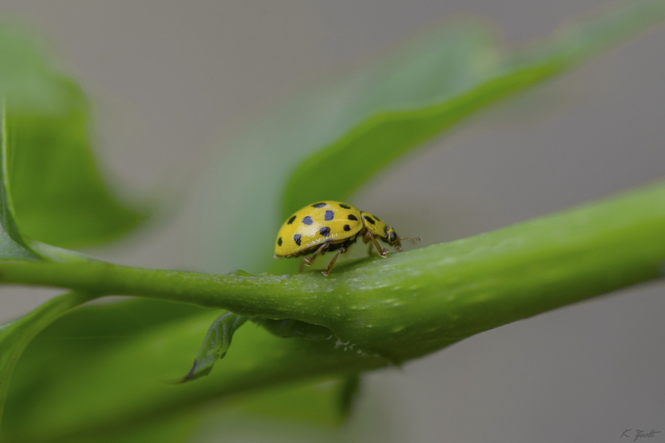 Psyllobora vigintiduopunctata - huszonkétpettyes katica