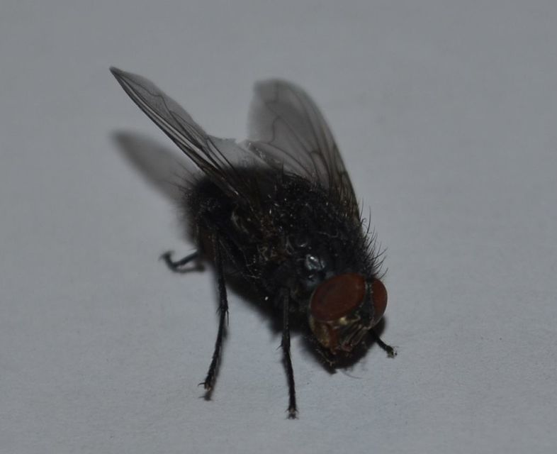 Calliphoridae - dongólegyek