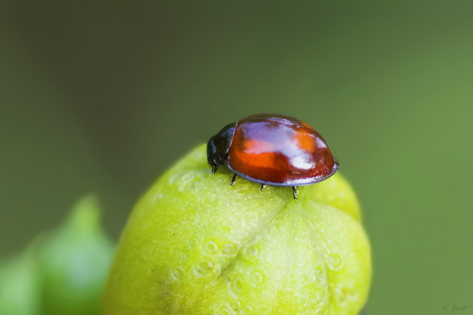 Exochomus quadripustulatus - négyfoltos szerecsenkata