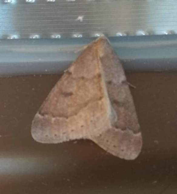 Theria rupicapraria - tavaszi kökényaraszoló