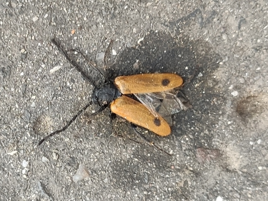 Apalus bimaculatus - kétfoltos élősdibogár