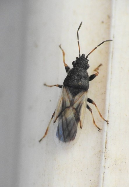 Heteroptera - Poloskák