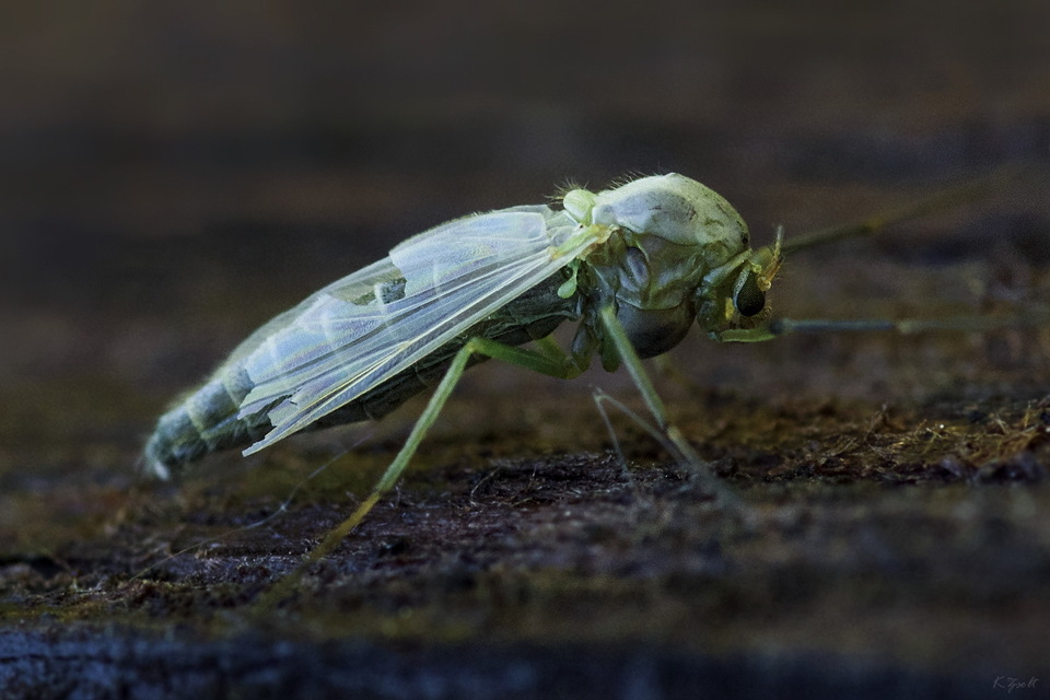 Chironominae