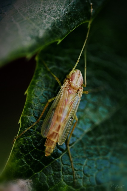 Chironomini