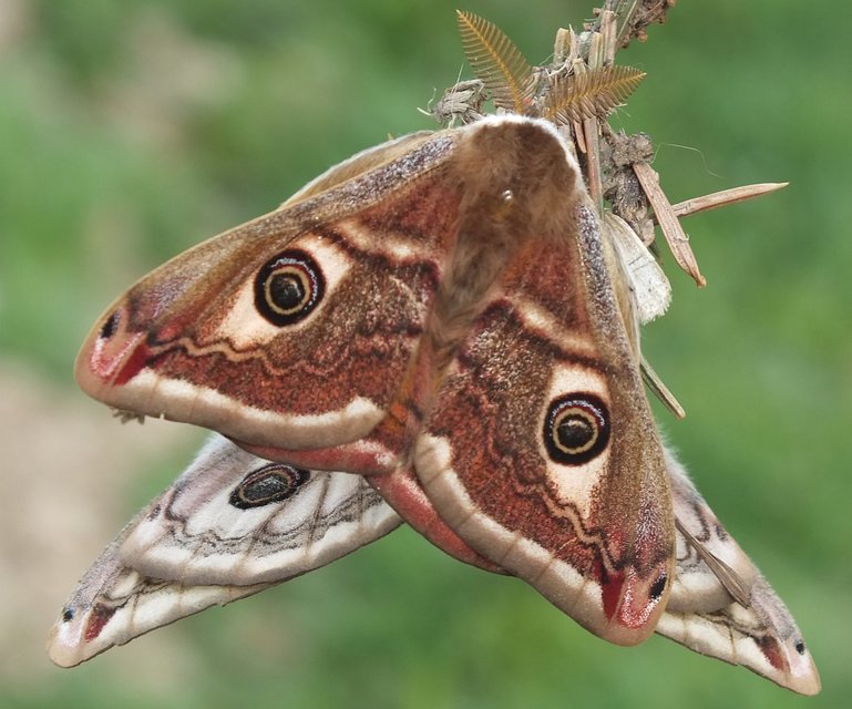 Saturnia pavoniella/pavonia