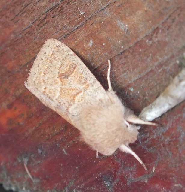 Orthosia miniosa - sárgás barkabagoly