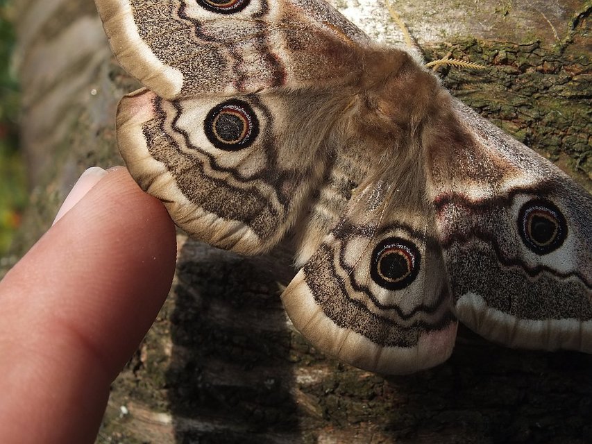 Saturnia pavoniella/pavonia
