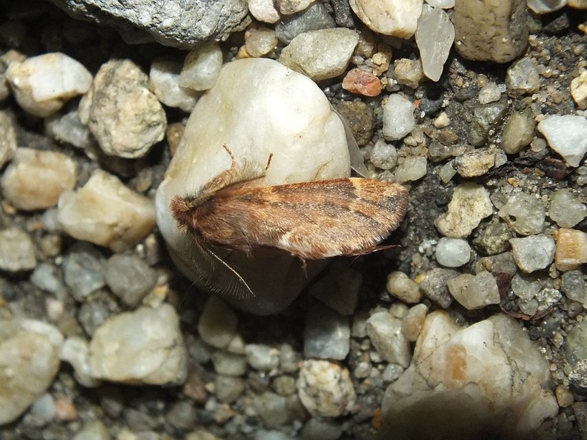 Ptilophora plumigera - tollas púposszövő