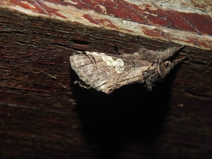 Diloba caeruleocephala - őszi kékesbagoly