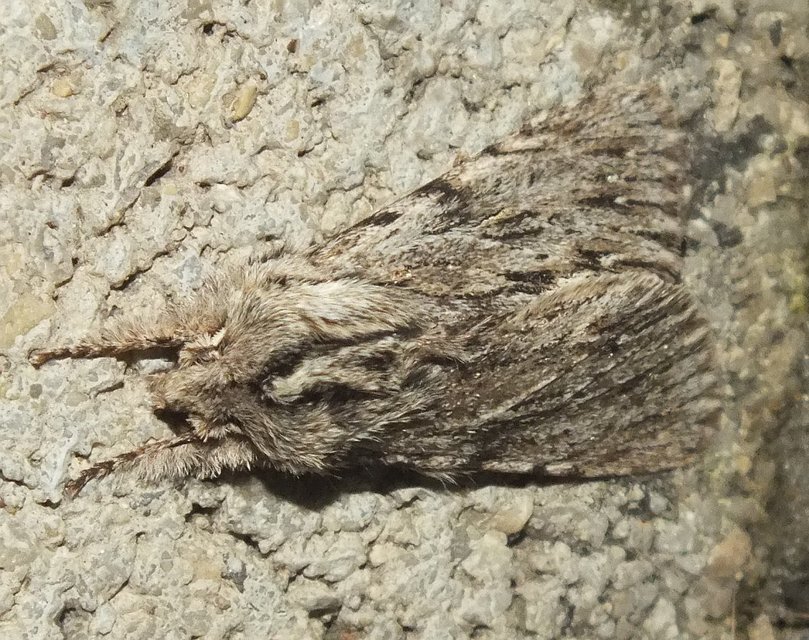 Asteroscopus sphinx - csillagnéző bundásbagoly