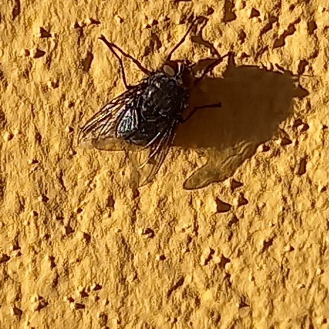 Calliphora
