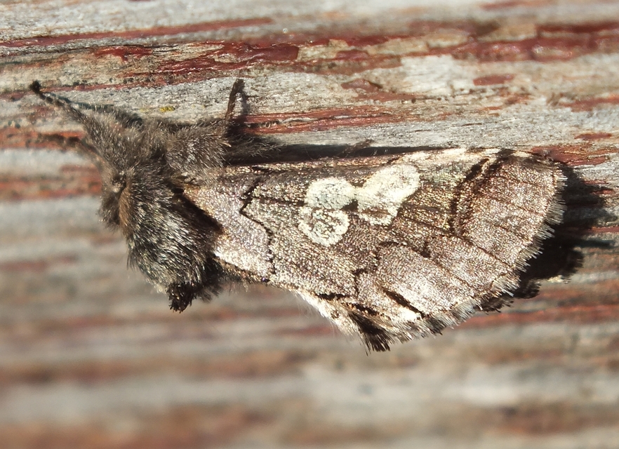 Diloba caeruleocephala - őszi kékesbagoly