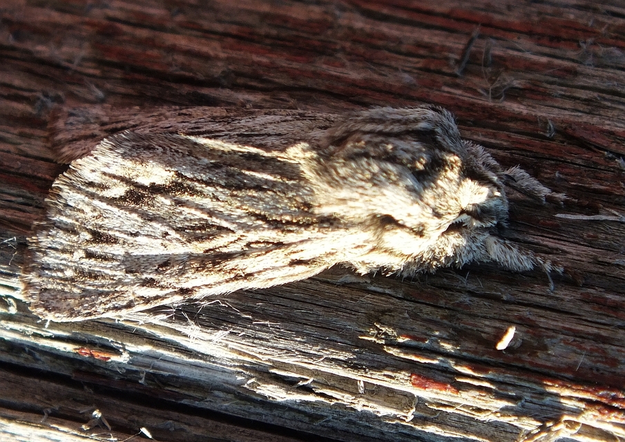 Asteroscopus sphinx - csillagnéző bundásbagoly