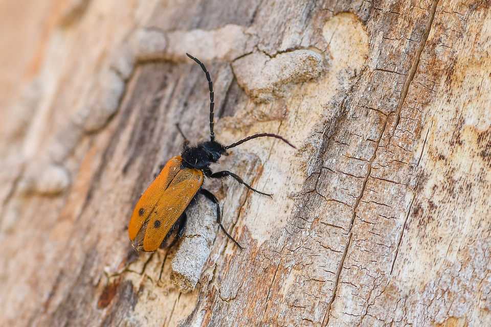 Apalus bimaculatus - kétfoltos élősdibogár
