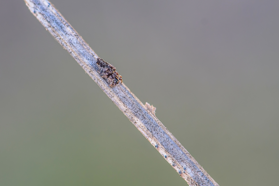 Cyclosa oculata - mediterrán csúcsos-keresztespók