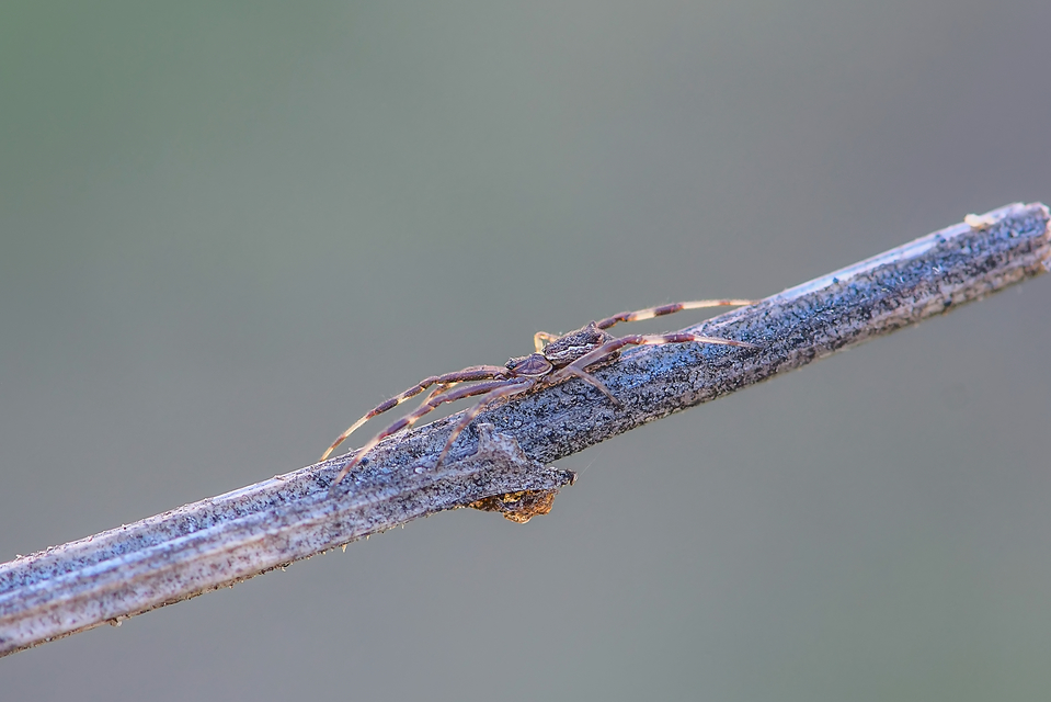 Episinus angulatus
