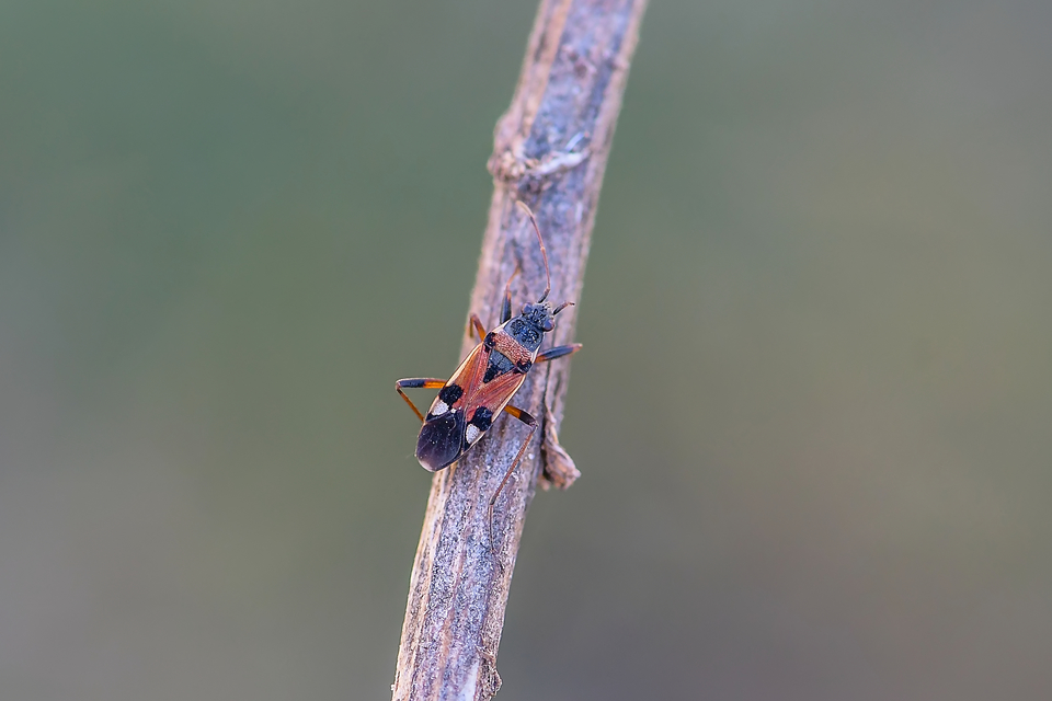 Beosus quadripunctatus - pettyes homokibodobács