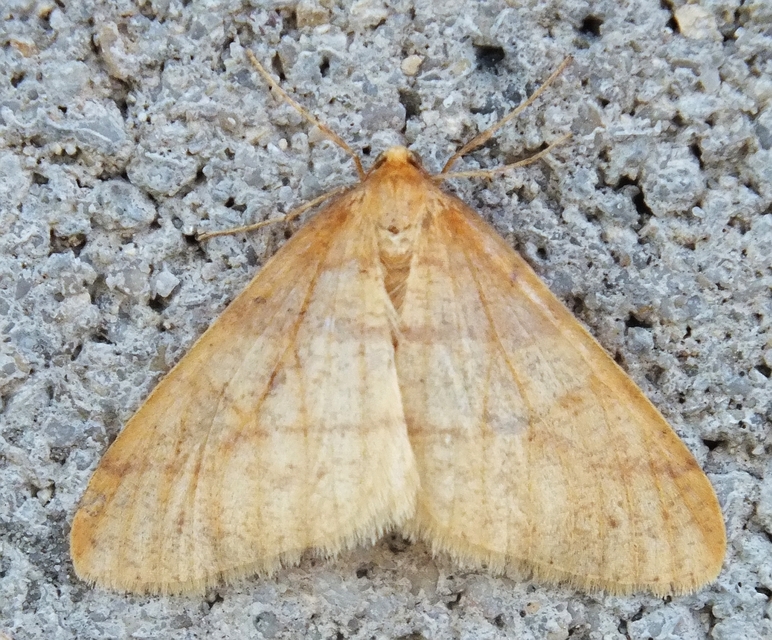Agriopis aurantiaria - aranysárga téliaraszoló
