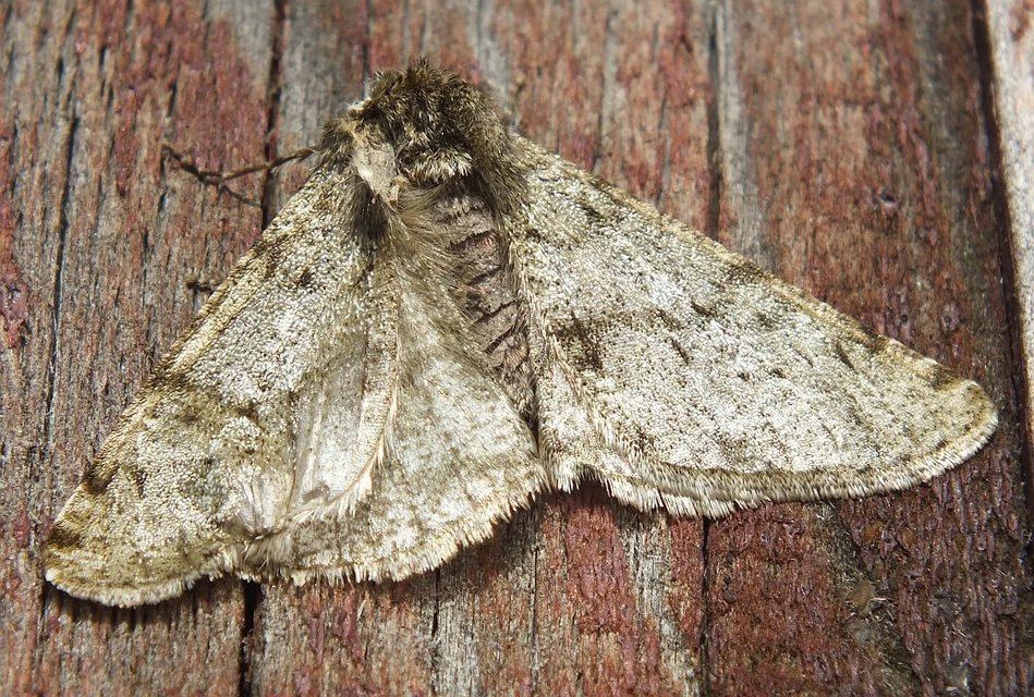 Apocheima pilosaria - zöldes tavasziaraszoló