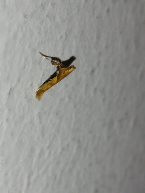 Caloptilia hemidactylella - juhargöngyölő keskenymoly