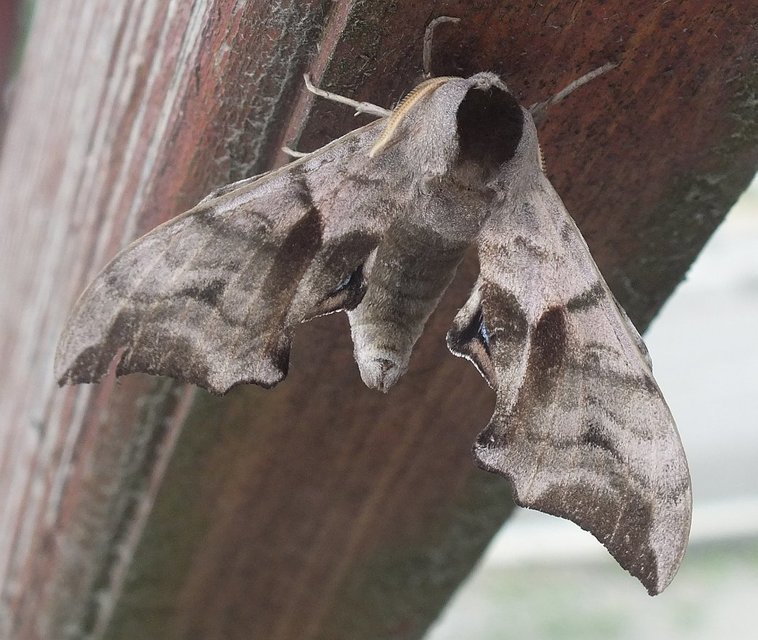 Smerinthus ocellatus - esti pávaszem